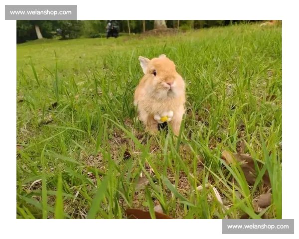 兔子飞奔！精彩放兔子比赛视频，让你笑到停不下来